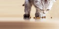 Baby kitten eats food on the floor.