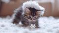 Baby kitten with a fluffy white Santa hat, playing with a snowflake . Royalty Free Stock Photo