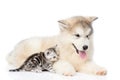 Baby kitten lying with Alaskan malamute puppy. isolated on white Royalty Free Stock Photo