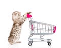 Baby kitten with shopping trolley. isolated on white background Royalty Free Stock Photo