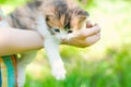 Baby Kitten take Fun in Green Grass