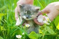 Baby Kitten take Fun in Green Grass