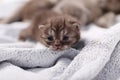 Baby kitten on a towel Royalty Free Stock Photo