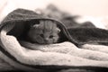 Baby kitten under a towel Royalty Free Stock Photo