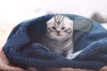 Baby kitten under a towel Royalty Free Stock Photo