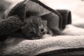 Baby kitten under a towel Royalty Free Stock Photo