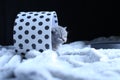 Baby kittens sitting in a cardboard box, white blanket Royalty Free Stock Photo