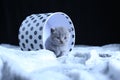 Baby kittens sitting in a cardboard box, white blanket Royalty Free Stock Photo