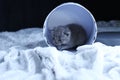 Baby kittens sitting in a cardboard box, white blanket Royalty Free Stock Photo