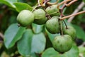 Baby kiwi fruit actinidia arguta