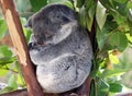 Baby koala Royalty Free Stock Photo