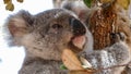 Baby koala climbing a tree Royalty Free Stock Photo