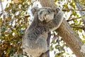 Baby koala climbing a tree Royalty Free Stock Photo