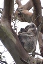 Baby koala hanging on to its mother on a tree in Victoria