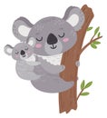 Baby koala with mom on tree. Happy cute animals Royalty Free Stock Photo