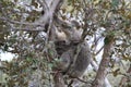 A baby koala and mother sitting in a gum tree on Magnetic Island, Queensland Australia Royalty Free Stock Photo