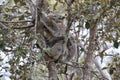 A baby koala and mother sitting in a gum tree on Magnetic Island, Queensland Australia Royalty Free Stock Photo