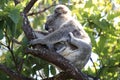 A baby koala and mother sitting in a gum tree on Magnetic Island,Australia Royalty Free Stock Photo