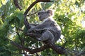 A baby koala and mother sitting in a gum tree on Magnetic Island,Australia Royalty Free Stock Photo