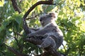 A baby koala and mother sitting in a gum tree on Magnetic Island,Australia Royalty Free Stock Photo