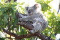 A baby koala and mother sitting in a gum tree on Magnetic Island,Australia Royalty Free Stock Photo