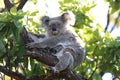 A baby koala and mother sitting in a gum tree on Magnetic Island,Australia Royalty Free Stock Photo