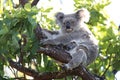 A baby koala and mother sitting in a gum tree on Magnetic Island,Australia Royalty Free Stock Photo