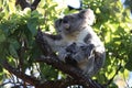 A baby koala and mother sitting in a gum tree on Magnetic Island,Australia Royalty Free Stock Photo