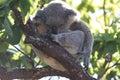 A baby koala and mother sitting in a gum tree on Magnetic Island,Australia Royalty Free Stock Photo