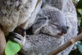 Baby Koala sleeping. Wildlife Sydney Zoo. New South Wales. Australia Royalty Free Stock Photo