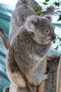 Baby Koala. Wildlife Sydney Zoo. New South Wales. Australia Royalty Free Stock Photo