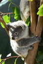 Baby Koala. Wildlife Sydney Zoo. New South Wales. Australia Royalty Free Stock Photo