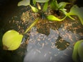 Baby Koi Fish Royalty Free Stock Photo