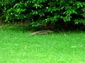 Baby Komodo dragon roaming in a park selective focus Royalty Free Stock Photo