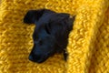 Baby Labrador Retriever dog wrapped in a yellow warm knitted blanket