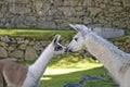 A baby lama and female lama are kissing each other in Machu Picchu area.