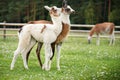 Baby lamas playing together Royalty Free Stock Photo