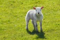 Baby lamb Royalty Free Stock Photo