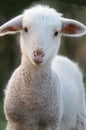 A baby lamb