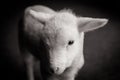 Baby Lamb Face Royalty Free Stock Photo