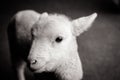 Baby Lamb Face Royalty Free Stock Photo