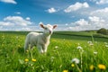 A baby lamb in a field in the spring Royalty Free Stock Photo