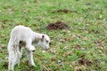 Baby lamb in field in spring during lambing season Royalty Free Stock Photo