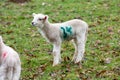 Baby lamb in field in spring during lambing season Royalty Free Stock Photo