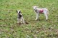 Baby lamb in field in spring during lambing season Royalty Free Stock Photo