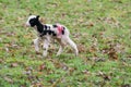 Baby lamb in field in spring during lambing season Royalty Free Stock Photo