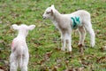 Baby lamb in field in spring during lambing season Royalty Free Stock Photo