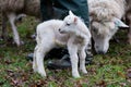 Baby lamb in field in spring during lambing season Royalty Free Stock Photo