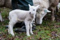 Baby lamb in field in spring during lambing season Royalty Free Stock Photo