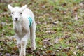 Baby lamb in field in spring during lambing season Royalty Free Stock Photo